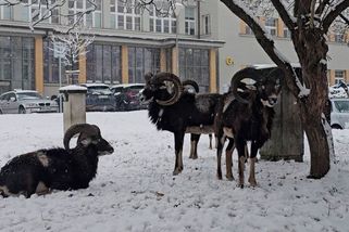 Muflonům se zalíbilo v areálu pražské krčské nemocnice. Kopýtkem hrabou u pavilonu B3 - Novinky